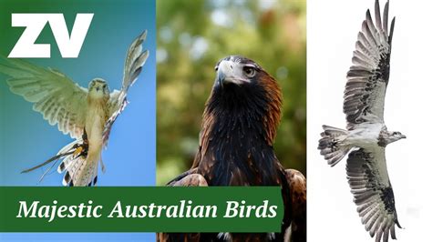 Healesville Sanctuary Spirits of the Sky | Majestic Australian Birds