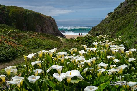 While conversations are ongoing about creating some kind of. Lilies of the Beach - Big Sur California | Standing in a ...