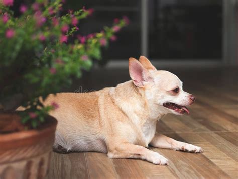 Fat Brown Short Hair Chihuahua Dog Lying Down On The Floor With Cuphea