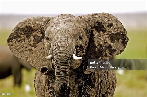 African Elephant Loxodonta Africana Female In Aggressive Posture