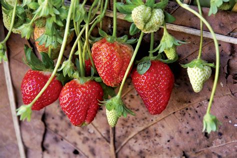 Strawberry Description Cultivation Nutrition Uses Species