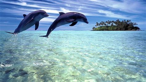 43 Free Live Wallpaper Of Dolphins Wallpapersafari