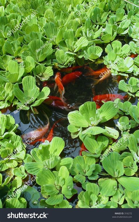 Incorporating feng shui goes beyond western design tenets of comfort or aesthetic. Asian Koi Pond. Good Feng Shui. Stock Photo 316272 ...