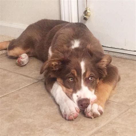 Red border collie dog standing in cage. Instagram: @Redtri_Rae puppy dog border collie puppy red Tri | Border collie lover, Collie ...