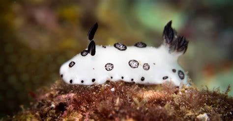 The Sea Bunny 3 Facts You Wont Believe A Z Animals