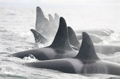 Killer Whales And Their Prey In Iceland Globalgiving