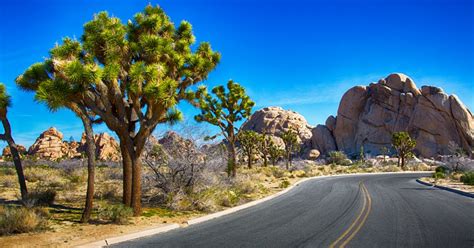 5 Things To Do In Joshua Tree National Park With Kids