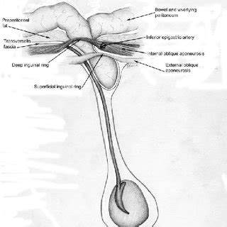 It adducts, internally rotates and flexes the femur. b. Inguinal Anatomy Middle Layer. The internal oblique muscle is the "... | Download Scientific ...