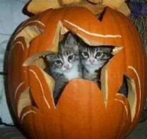 Pumpkin Cats Halloween Animals Halloween Cat Crazy Cats