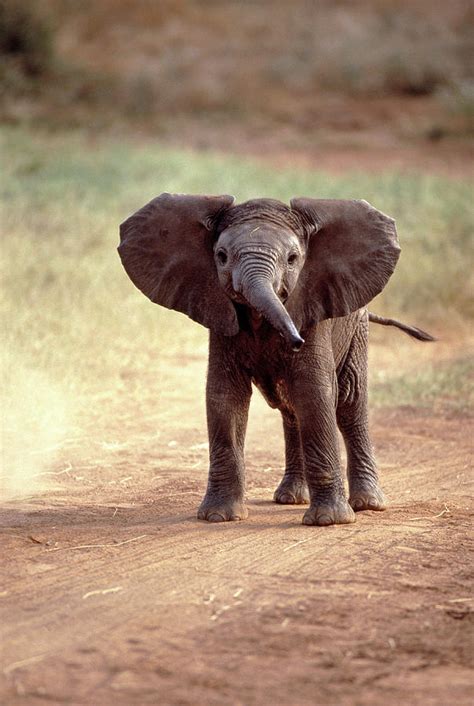 African Elephant Baby Loxodonta Africana By Elizabeth Delaney
