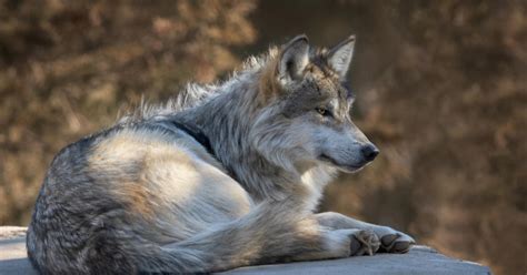Michigan Zoo Sends Mexican Gray Wolf To Albuquerque Zoo Cbs Detroit