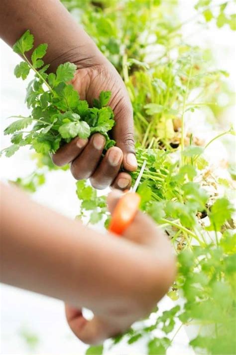 How To Harvest Cilantro Again And Again Growfully