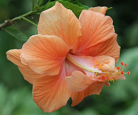 A Peach Colored Hibiscus That Has Soft Double Petals