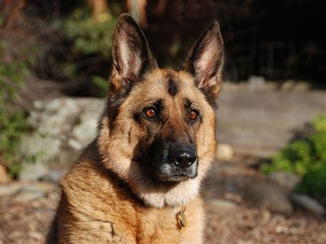Understanding The Temperament Of German Shepherd Dogs Urdogs