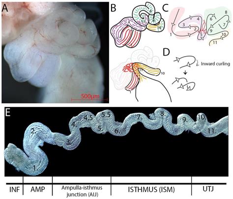 Anatomical And Cellular Heterogeneity In The Mouse Oviduct Its