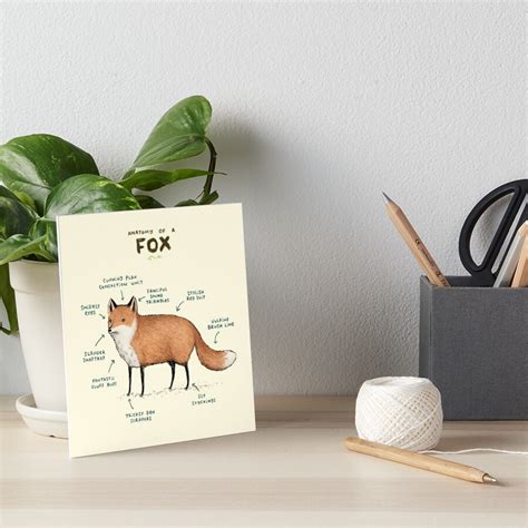 Anatomy Of A Fox Art Board Print For Sale By Sophiecorrigan Redbubble