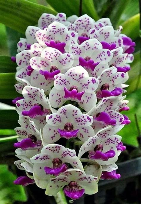 43 Gorgeous Orchids That Show Their Diversity And Beauty Beautiful Orchids Bonsai Flower