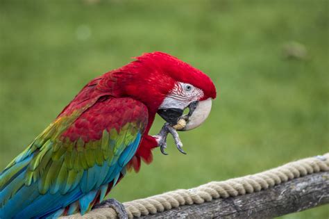Free Images Parrot Tropical Bird Macaw Colorful Wing Color Nature Wildlife Beak