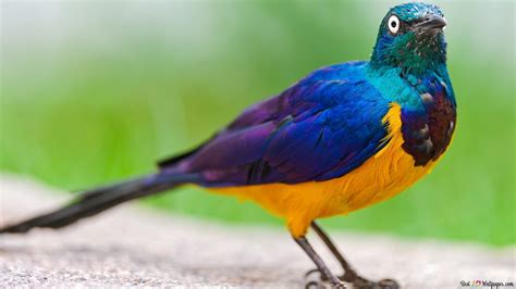 Oiseaux Exotiques Colorés Hd Fond Décran Télécharger