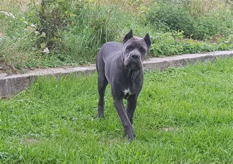 Внешний вид и характер представителя породы. Окрасы кане-корсо: черный, тигровый, рыжий, серый и другие ...