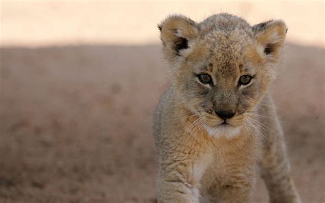 Lion Cub Wallpapers Wallpaper Cave