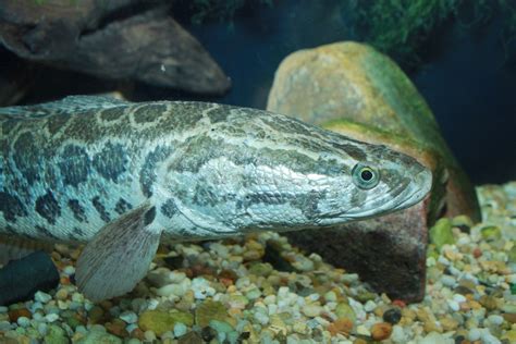 Pez Cabeza De Serpiente Depredadores Invasores En Am Rica Del Norte