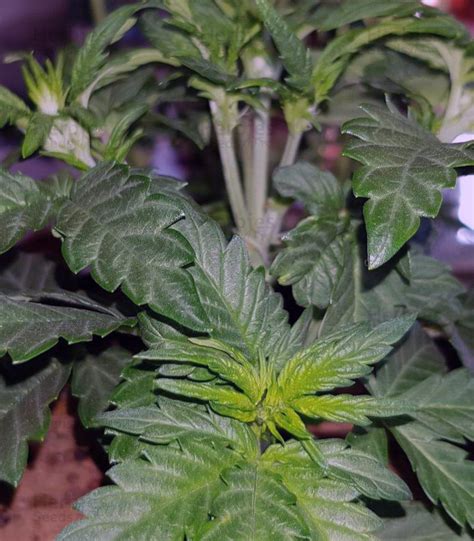 Critical Kush Regular Cannabis Seeds For Sale Herbies