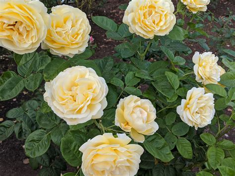 Pale Yellow Roses In 2020 Yellow Roses Yellow Aesthetic Flowers