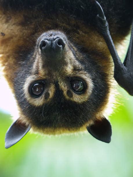 Spectacled Flying Fox Stock Photos Pictures And Royalty Free Images Istock