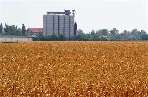 Corn Field And Grain Silos Stock Image Image Of Plant 99622841