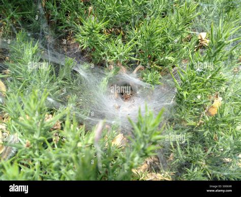 Tunnel Web Spider Hi Res Stock Photography And Images Alamy
