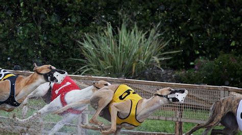 The End Of Greyhound Racing