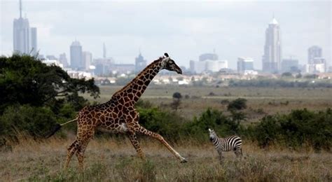 Giraffe Population Silently Declined Now They Are Endangered News