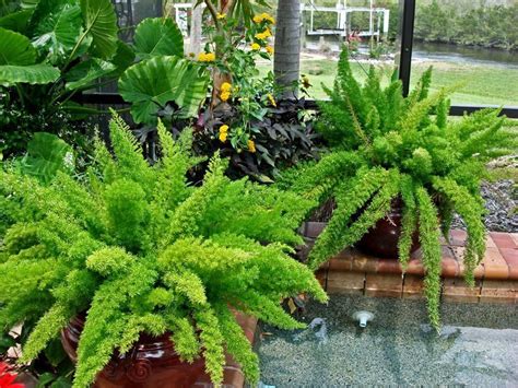 Foxtail Ferns The Perfect Shade Container Plant Springer Ryi In All
