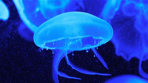Wallpaper Jellyfish Tentacles Underwater World Hd Picture Image