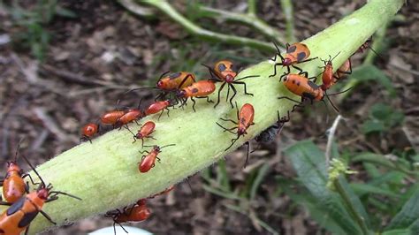 Quick Easy Inexpensive And Effective Way To Get Rid Of Milkweed Bugs