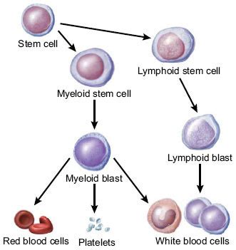 Health benefits at a glance: Leukemia — Cancer Stat Facts