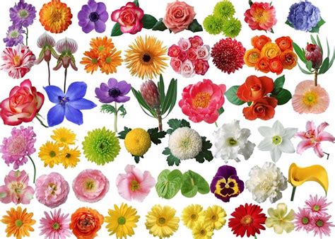 Interesting Facts About Flowers Just Fun Facts