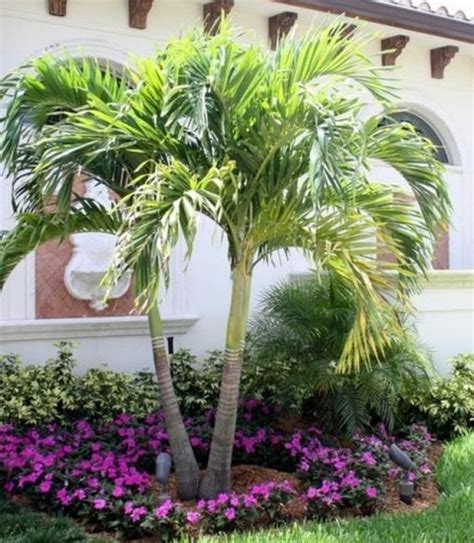 16 Palm Tree Landscaping Ideas Front Yard Garden Design