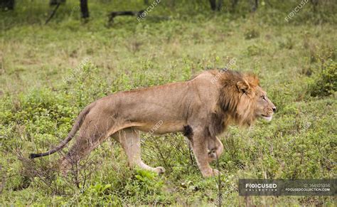 Male Lion Walking — Animal Green Stock Photo 164925358