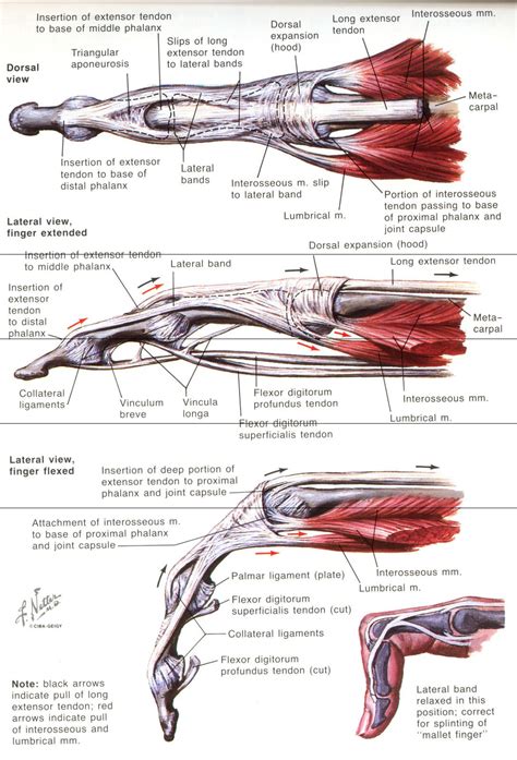 Aparato Extensor Hand Anatomy Human Body Anatomy Human Anatomy And