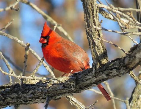 Wapello — staff at the port louisa national wildlife refuge, part of the u.s. The Northern Cardinal at Port Louisa National Wildlife ...