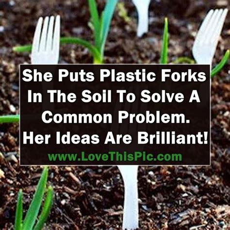 She Sticks Plastic Forks In The Soil To Solve A Very