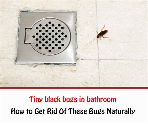 List Of Black Beetle In Bathroom Ideas Octopussgardencafe
