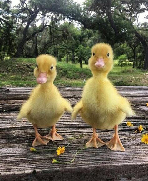 Ducks Birds And Baby Ducks On Pinterest