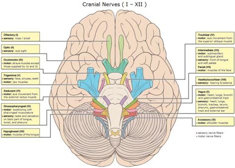 Cranial Nerves Function Table Anatomy And Faqs