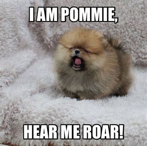 Sometimes a puppy just wants attention. 14 Funny Pomeranian Memes That Will Make You Cry Laughing in 2020 | Pomeranian dog, Pomeranian ...