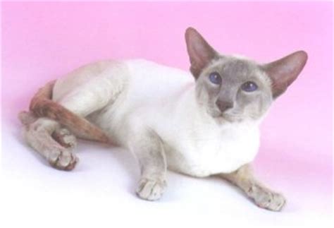If you enjoyed these images of siamese cats, perhaps you'd enjoy checking out some calico cat pictures or learning about. Lilac Point Siamese Cats - Siamese Cats and Kittens