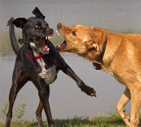 When Rough Dog Play Goes Bad — Animal Attraction Unlimited