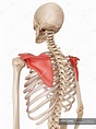 Shoulder blade anatomy — artwork, healthcare - Stock Photo | #160567744